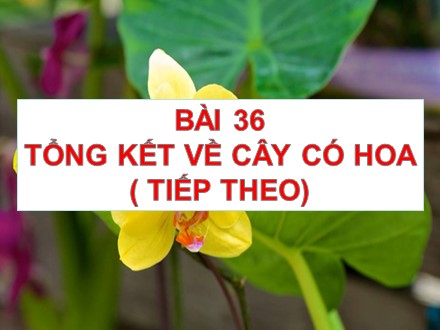 Bài giảng Sinh học Lớp 6 - Bài 36: Tổng kết về cây có hoa (Tiếp theo) - Trường THCS & THPT Mỹ Hòa Hưng