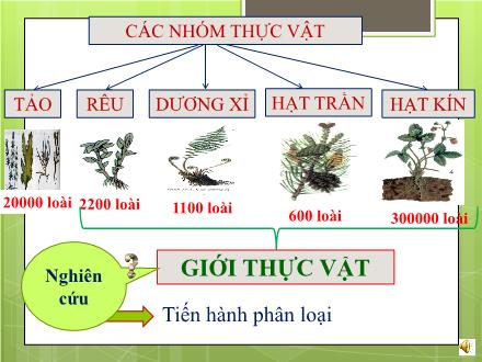 Bài giảng Sinh học Lớp 6 - Bài 43: Khái niệm sơ lược về phân loại thực vật - Trường THCS Vĩnh Phú