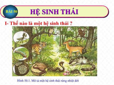 Bài giảng Sinh học Lớp 9 - Bài 50: Hệ sinh thái - Trường THCS Vĩnh Phú