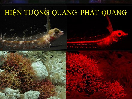 Bài giảng Vật lí Lớp 12 - Tiết 32: Hiện tượng quang phát quang - Trường THPT Châu Phú