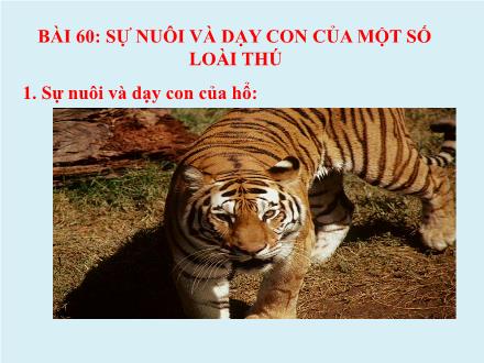 Bài giảng Khoa Học Lớp 5 - Bài 60: Sự nuôi và dạy con của một số loài thú