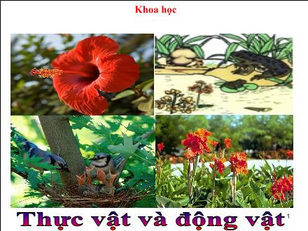 Bài giảng Khoa học Lớp 5 - Bài 51: Cơ quan sinh sản của thực vật có hoa - Năm học 2022-2023 - Hoàng Thị Trang