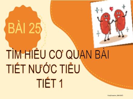 Bài giảng Tự nhiên và Xã hội Lớp 2 (Kết nối tri thức với cuộc sống) - Bài 25: Tìm hiểu cơ quan bài tiết nước tiểu (Tiết 1)