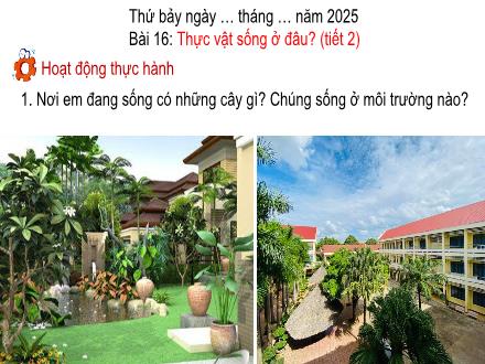 Bài giảng Tự nhiên và Xã hội Lớp 2 (Kết nối tri thức với cuộc sống) - Bài 16: Thực vật sống ở đâu? (Tiết 2) - Năm học 2024-2025