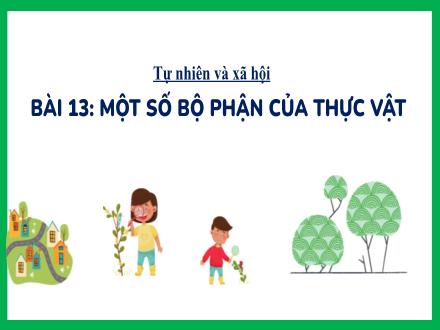 Bài giảng Tự nhiên và Xã hội Lớp 3 (Kết nối tri thức) - Bài 13: Một số bộ phận của thực vật (Tiết 1) - Đặng Thị Cẩm Thành