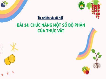 Bài giảng Tự nhiên và Xã hội Lớp 3 (Kết nối tri thức) - Bài 14: Chức năng một số bộ phận của thực vật (Tiết 2) - Đặng Thị Cẩm Thành
